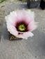 Preview: Echinocereus fendleri